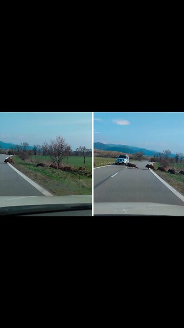Unexpected encounter with herd of wild boars crossing the road
