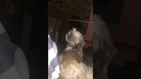 When the cats are chatting | Shih tzu barking