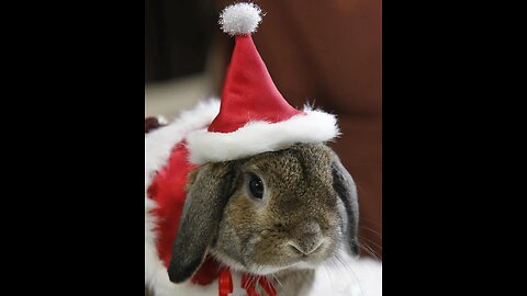 2023 - Year of the Rabbit