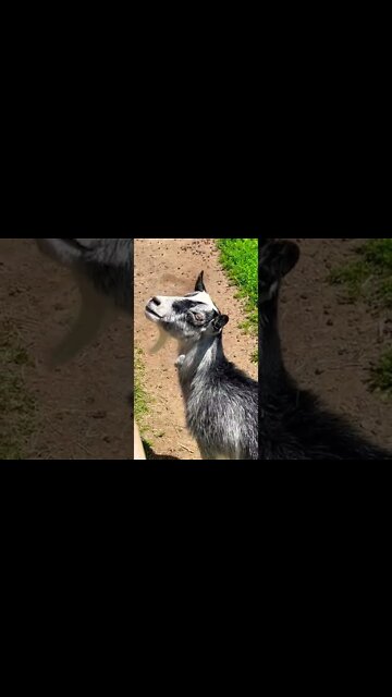 Goats are beautiful animals