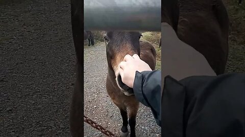 Heathland Ponies say hello to the Knotman #nature