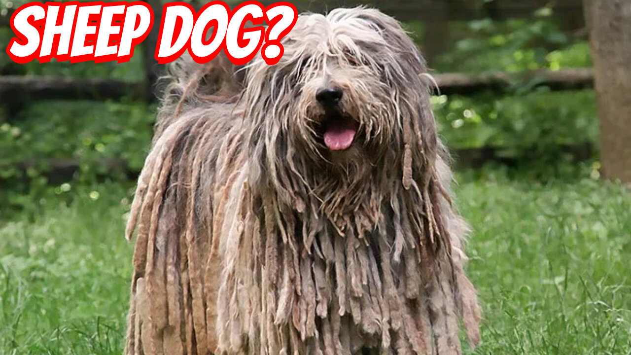 The Weird Bergamasco shepherd!