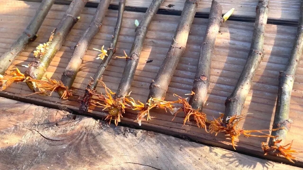 Amazing Method For Propagating Fig Trees!! | Highest Success Rate Possible