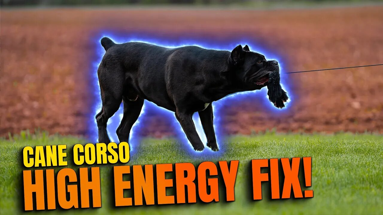 FIX HIGH ENERGY In Your Dog - EASY SOLUTION! Cane Corso