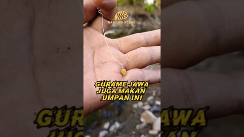 MANCING RODOK 🐟😱 Disambar Ikan GURAME versi LITE Mantap Banget tarikan ikannya #mancing #gurame