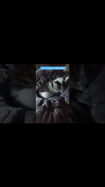 Beautiful Sleeping Kitten. Also Check Out My Diecast Truck Stop & Heavy Equipment Yard 1/64 Diorama