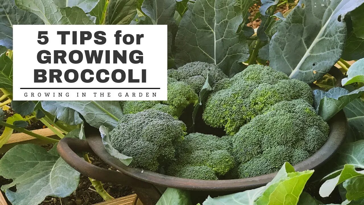 BEST TIps for GROWING Broccoli: Growing in the Garden