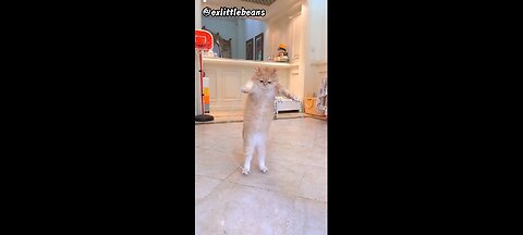 Cat jump rope(720P_HD)