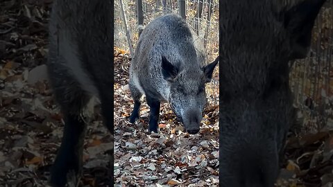 Boar Goes for a Little Pee 🐗 #shorts #zoo #boar #pee #asia #calgary