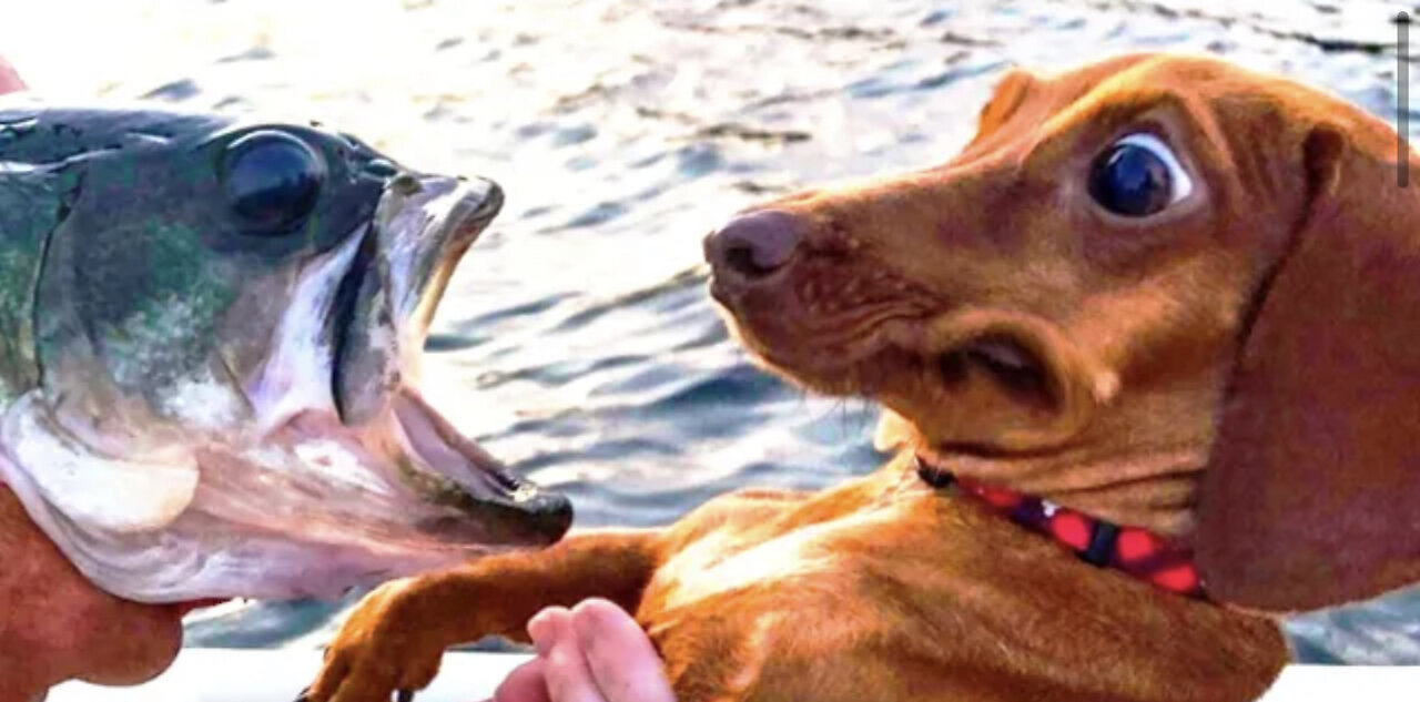 Funniest Animals - Best Of The 2021 Funny Animal Videos #1