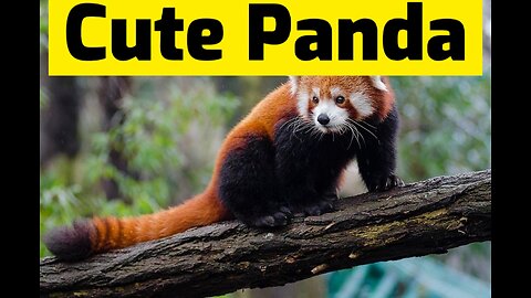 Cute and funny Panda