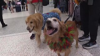 Houston volunteers and their pups spread holiday cheer at the airport