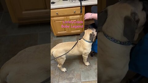 Legend at vets office today LonelyCreek bullmastiff #bullmastiffs #showdog