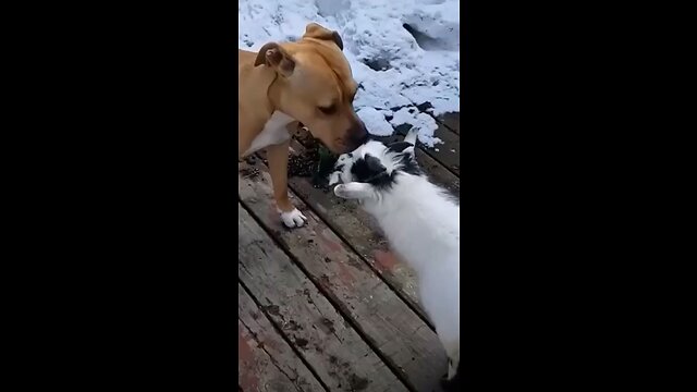 Dog gives kisses to goats