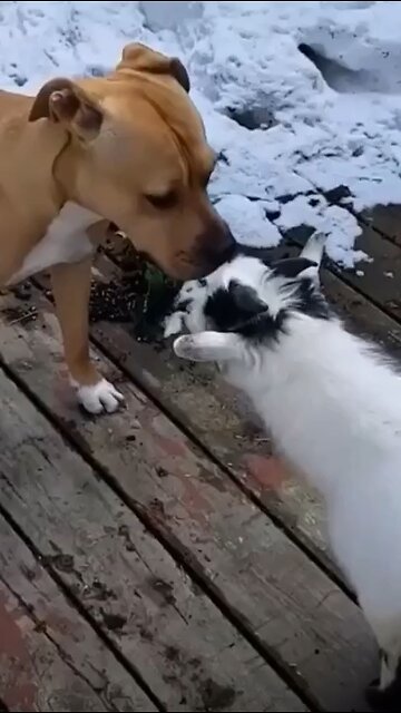 Dog gives kisses to goats