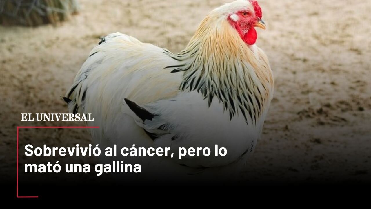 Sobrevivió al cáncer, pero lo mató una gallina