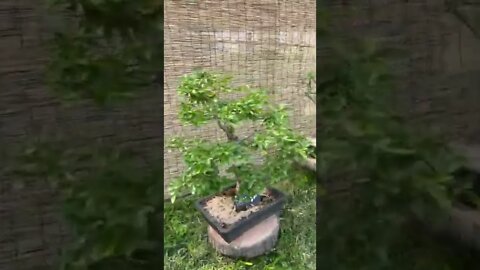 향나무 소사나무 명자나무 느릅나무 어린이대공원 분재원