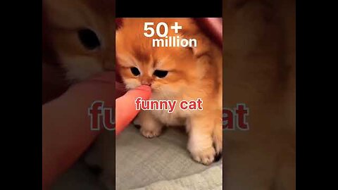 cats funny videos