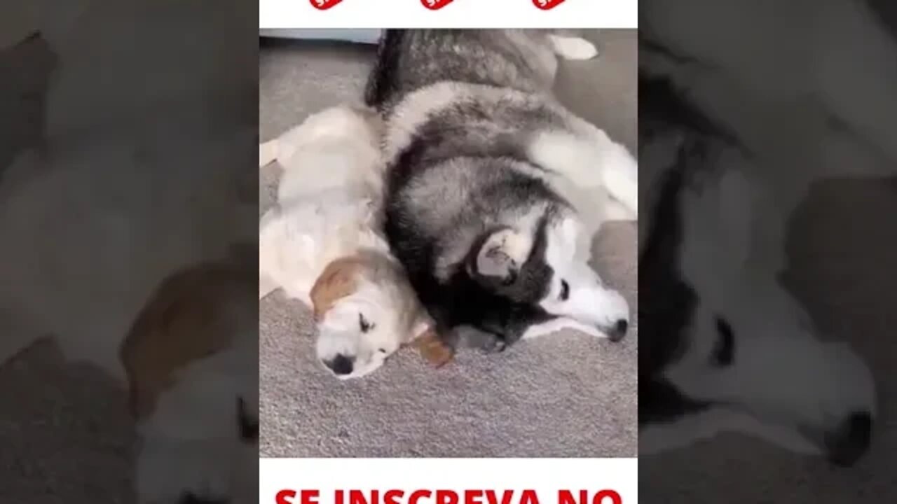 Cachorro ganhou um irmãozinho #shorts