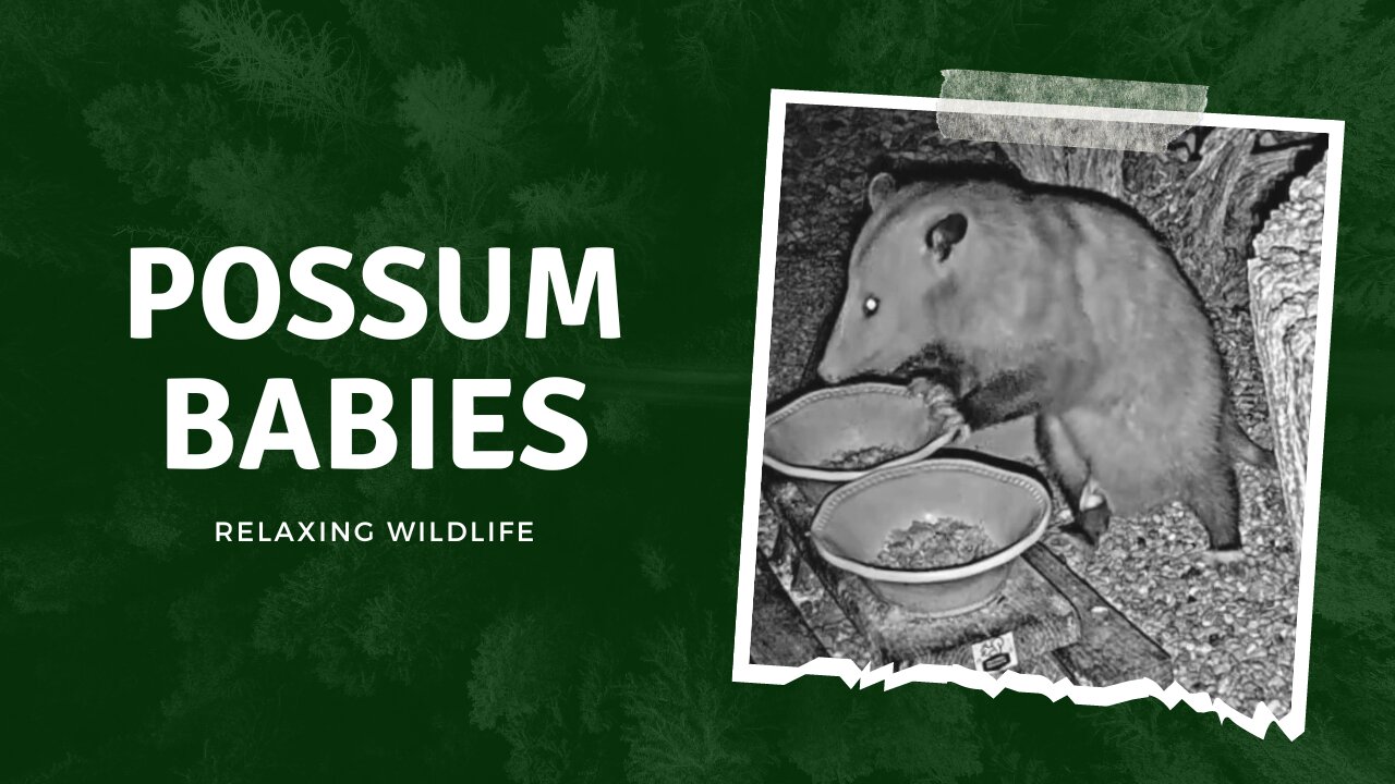 Check out baby opossums move around in mama's pouch