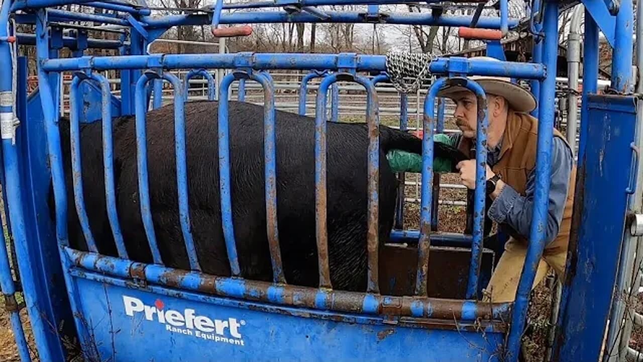 Pregnancy checking heifers & testing out new equipment!