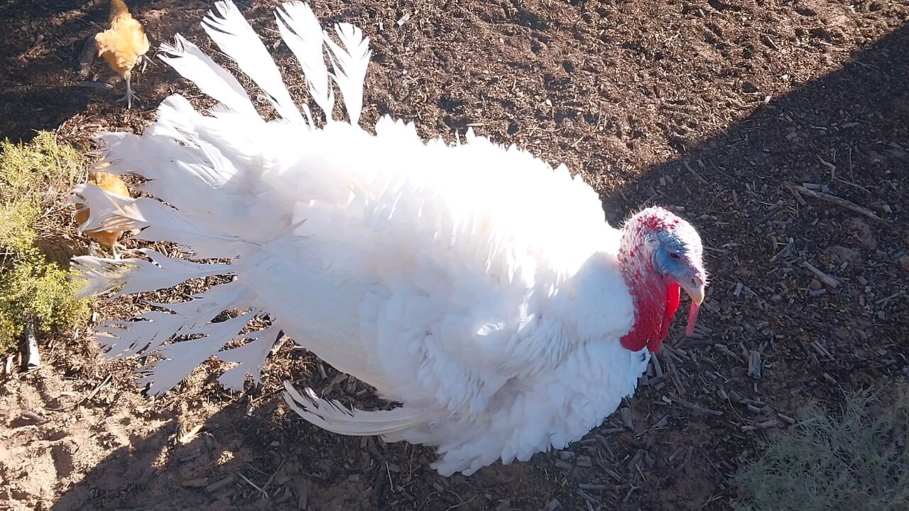 Turkeys are getting big