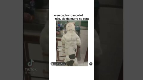 SEU CACHORRO MORDE ? [ MEME ] [ VIRAL 2021 ]