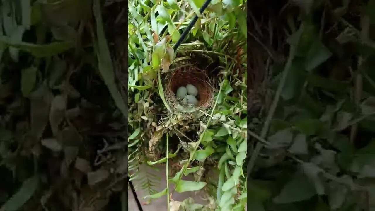 Summer Surprise! Robin Eggs! 🐦