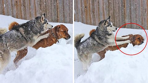 Animals Caught Being Jerks