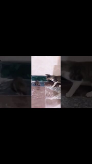 Real Tom & Jerry Fight #Ubertainment #ytshorts #cat #rat #tom&jerry #animalfight #viral #trending