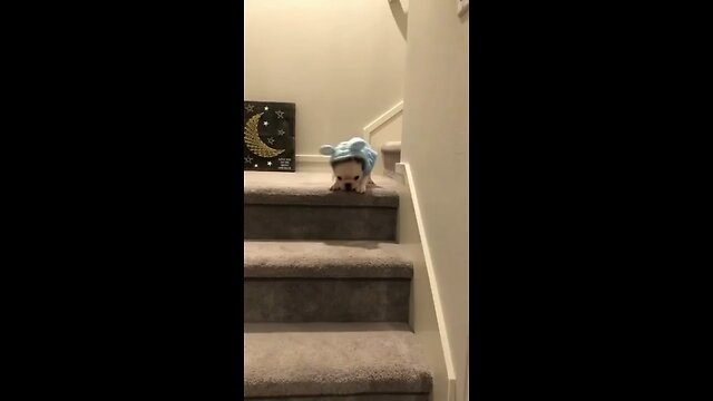 Cutust Animals Funny Compilations ❤️