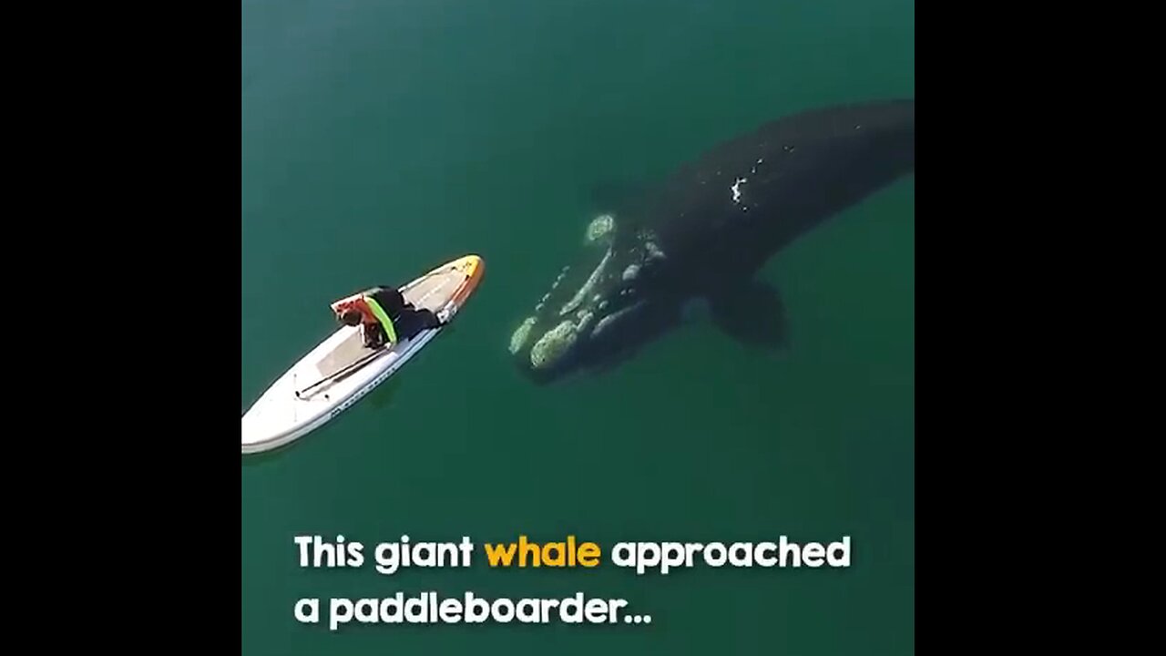 Giant Whale Approaches A Paddleboarder