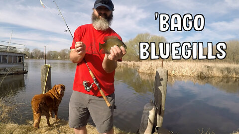 'Bago Bluegills