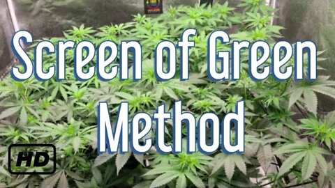 | Quick Scrog Tutorial | LEARN TO GROW WEED EASY