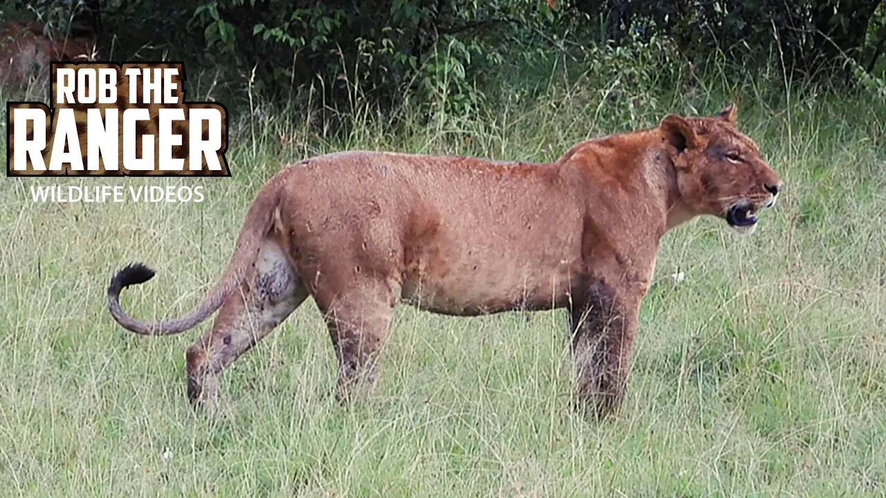 Lionesses Finish Scraps Of A Warthog | Maasai Mara Safari | Zebra Plains