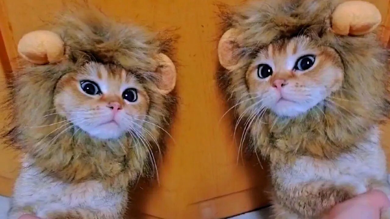 The mighty African lion