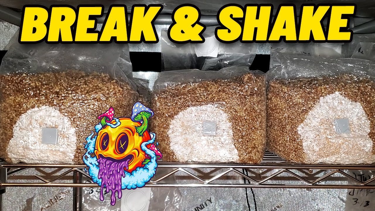 When To "Break & Shake" A Grain Spawn Bag