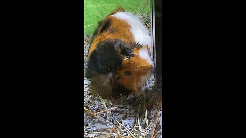 Guinea Pig Drinking water