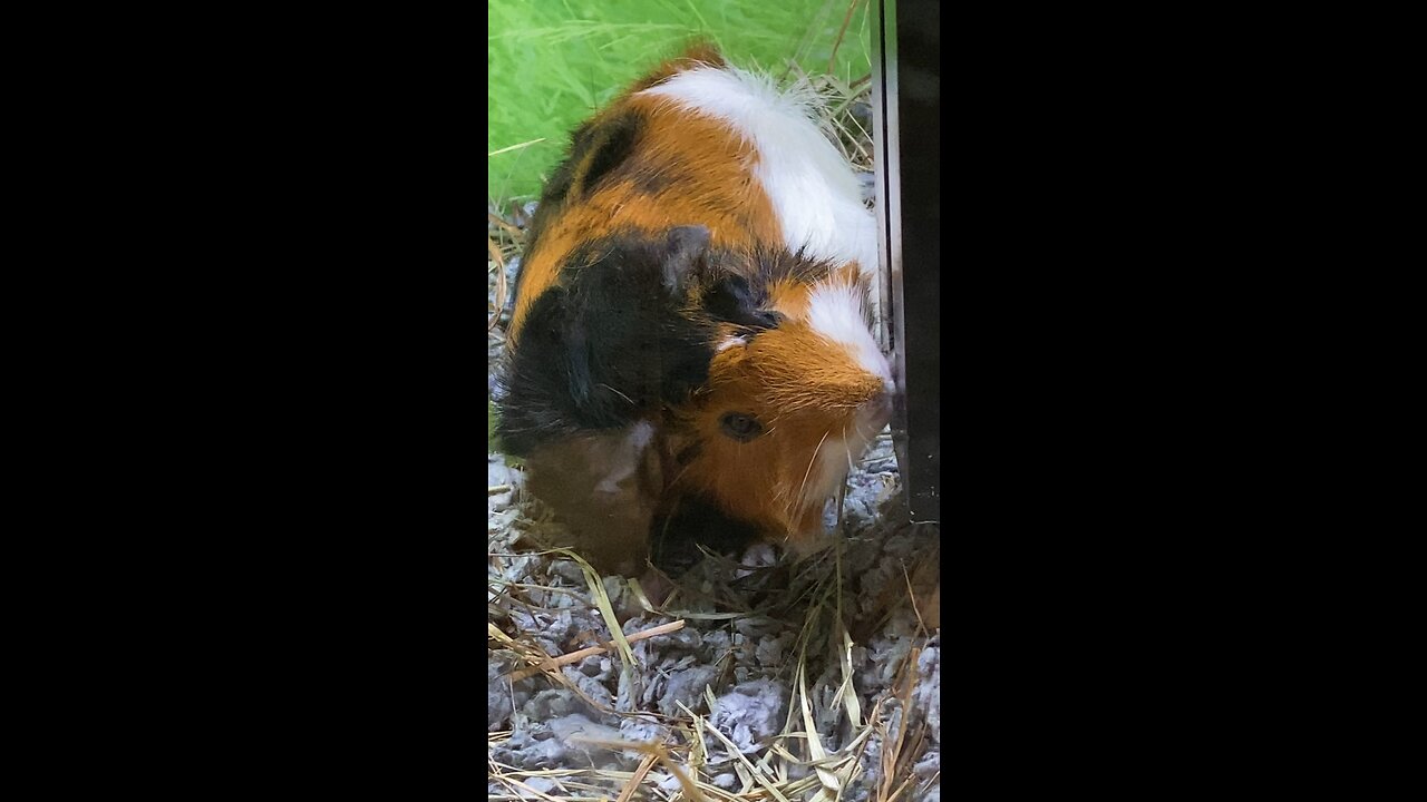 Guinea Pig Drinking water