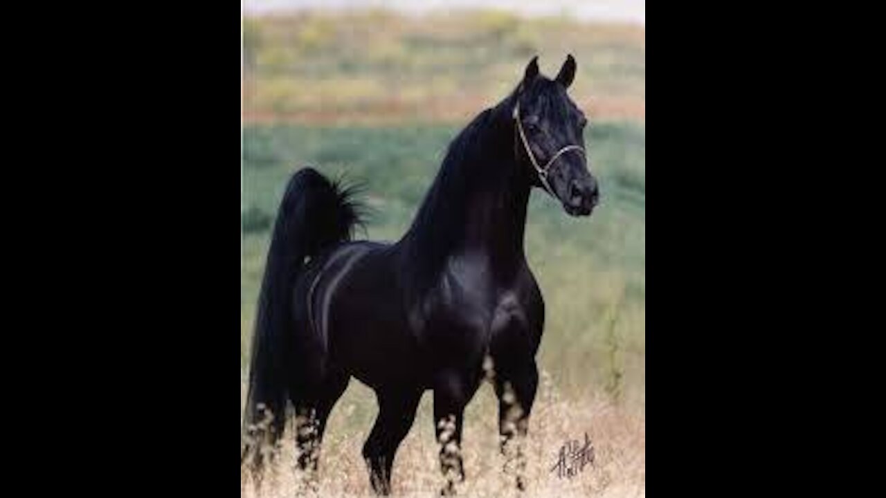 Arabic horse