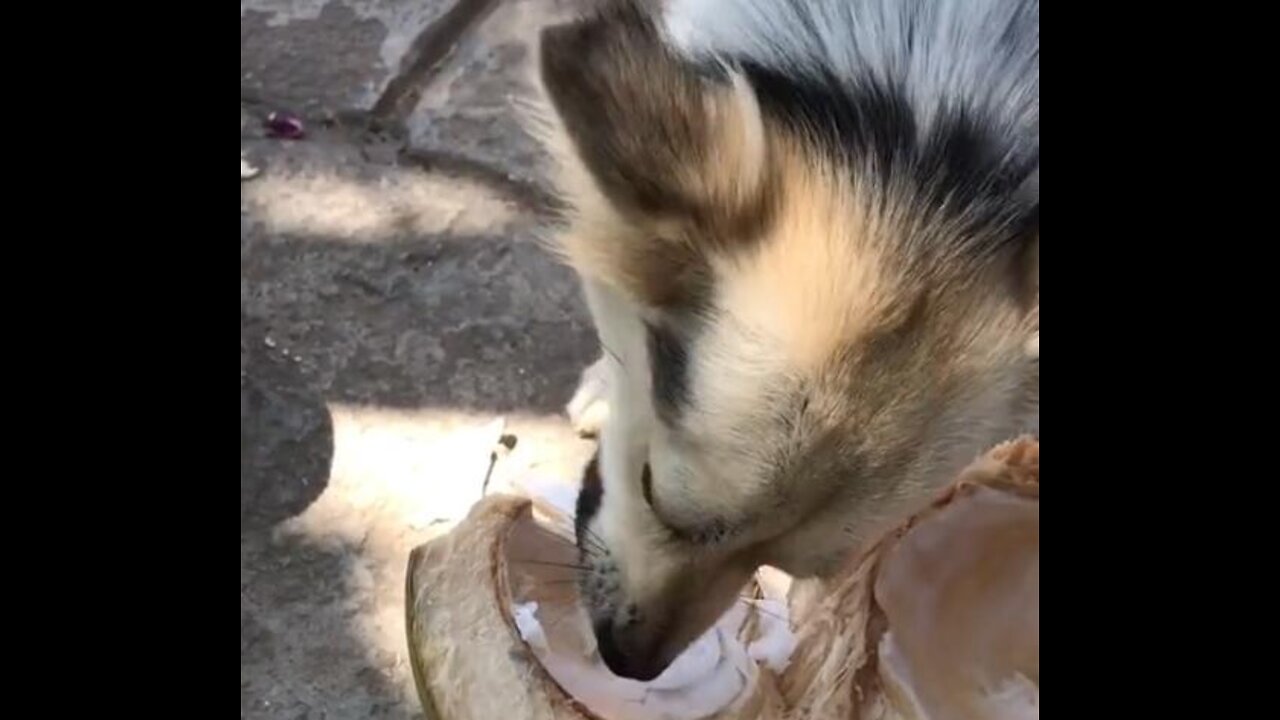 He really love coconut