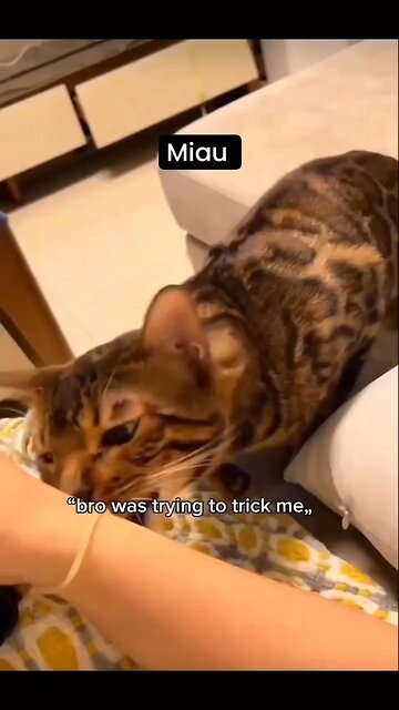 Funny animals 🤣🤣 2024