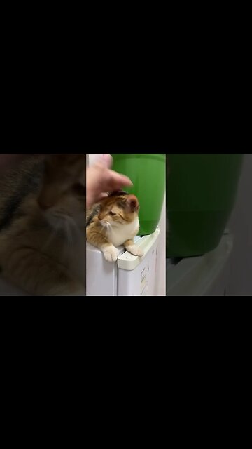 Historia de como surgiu os gatos #shorts