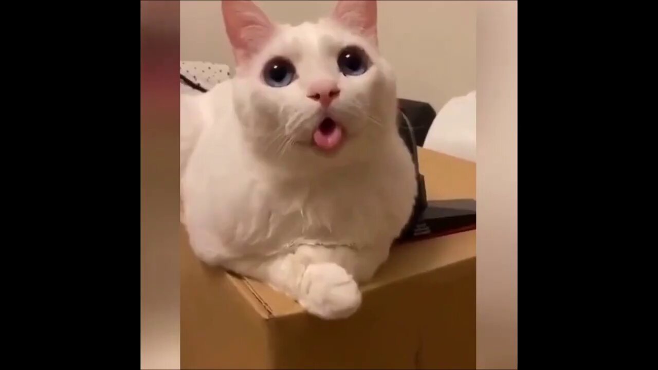 Funny Animal Videos