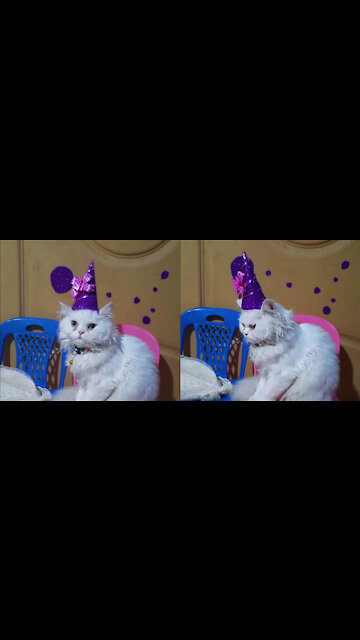 *Kitten's New Year Costume* Kitten Getting Ready For New Year Party