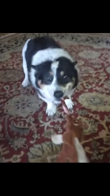 Sugar Kills! (Shorts)