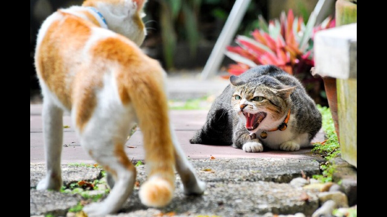 unpublished cat fights