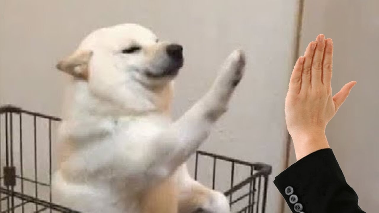 Super Funny Dog Videos