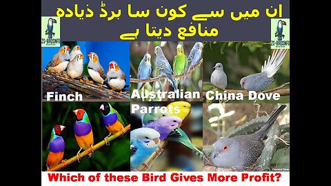 Which bird gives more profit among them? Dove-Finch