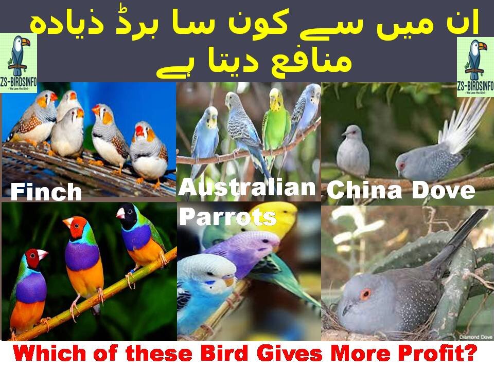 Which bird gives more profit among them? Dove-Finch